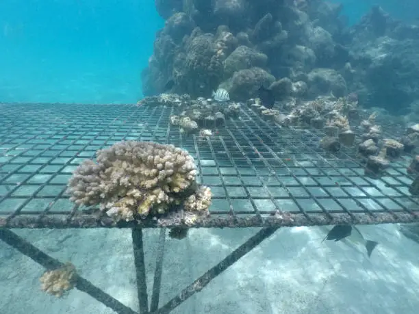 Coral Reef Restoration